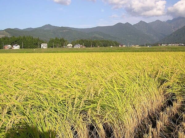 organic rice 4